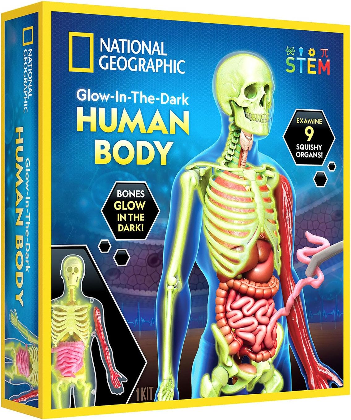 National Geographic GlowInTheDark Human Body Learning Toy BumbleToys