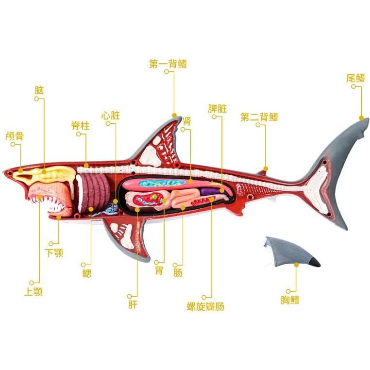 نموذج تشريح سمك القرش إيدومان HW011، 6+